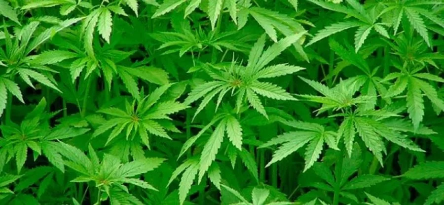 Projeto de lei quer autorizar plantio de cannabis para uso medicinal no DF