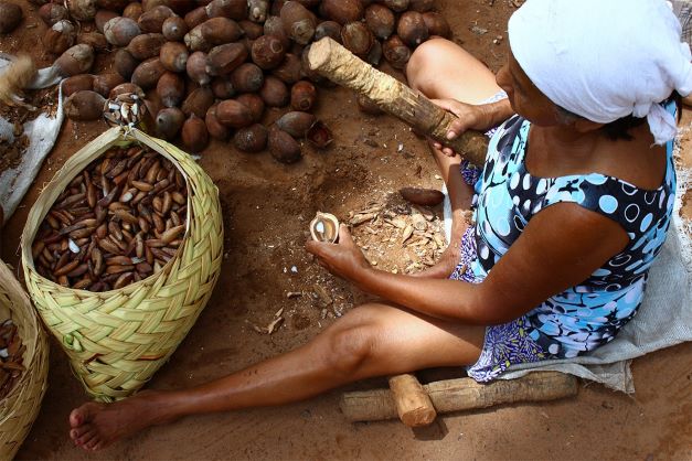 Quebradeiras de coco reforçam luta contra os agrotóxicos e por acesso livre aos babaçuais